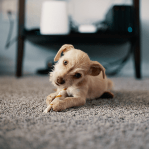 Iconic Carpet Cleaning rugs and carpet for pets